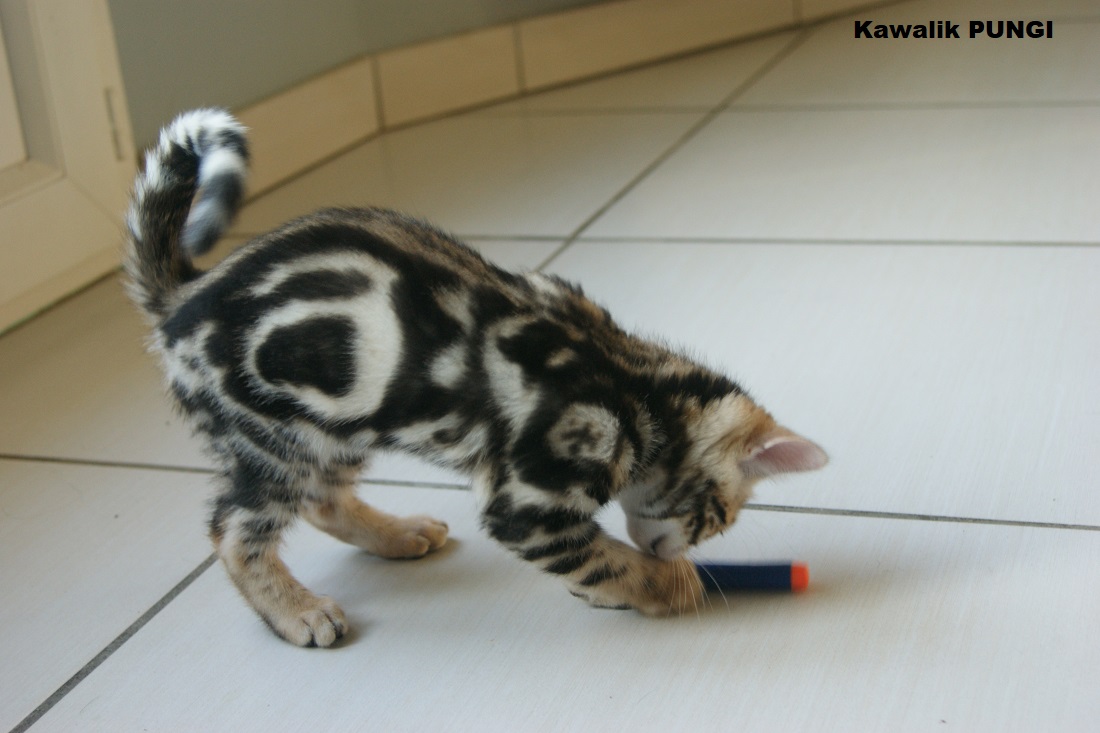 chaton bengal marbre